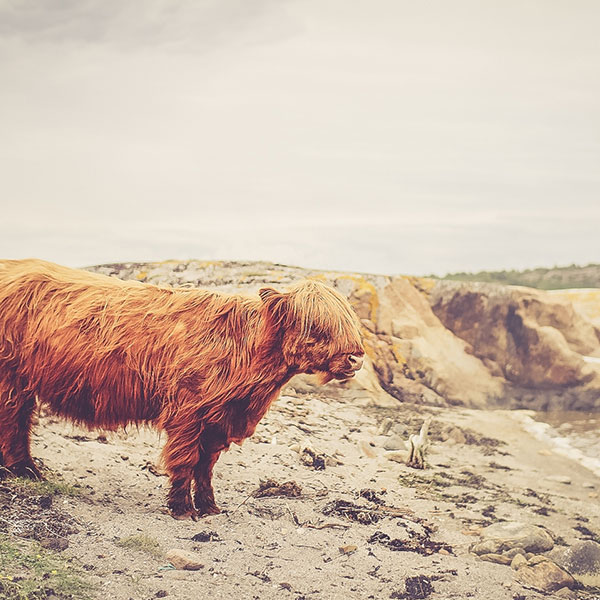 电话炸弹防护业务