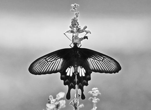 小七手机号在线网页轰炸